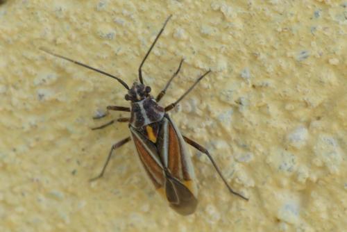Réf. 284 291 : Horistus orientalis